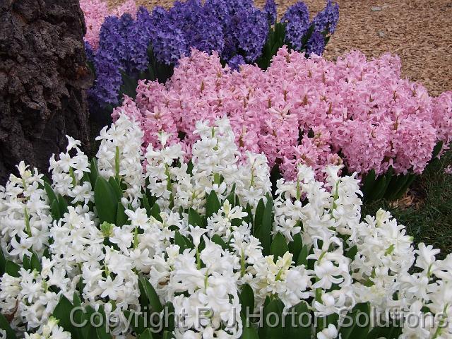 Hyacinths under tree